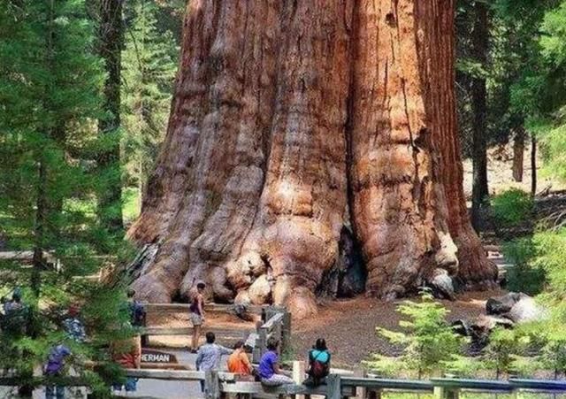 地球上5棵超大树木：美国一棵红杉重2800吨，我国这棵独占8.6亩地