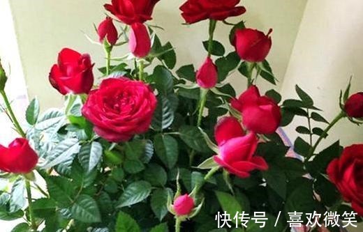 养殖花中皇后月季,盆栽做到4点,花朵个大色艳、数量多