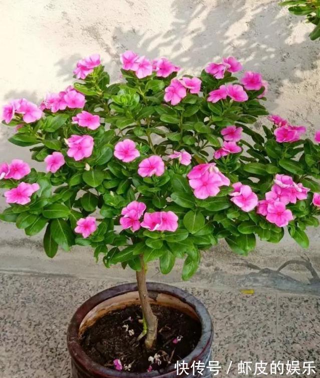 7种“勤快花”,就是“花机器”,365天开不败,从来不嫌累
