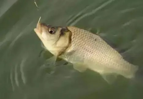 秋钓鲫鱼的半水钓法与跑铅钓法,大板鲫一钓一个准