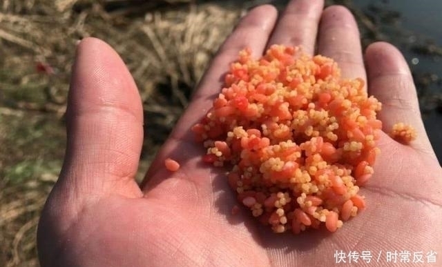 降低|野钓新手想在野河里钓大鱼,这几个步骤有效降低难度