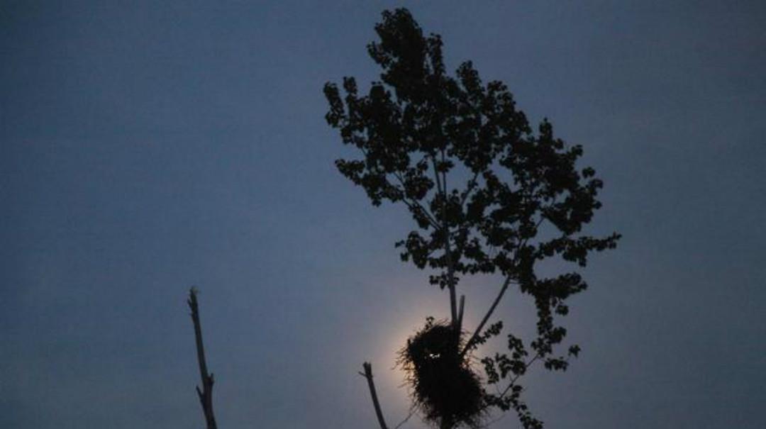 故乡|一首很孤独的唐诗,从开篇到结尾无一字不伤感,句句充满了忧愁!