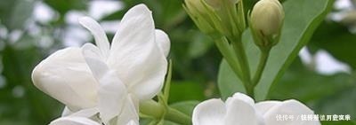 爆盆|户外挖“2种土”养花,君子兰长得像“大白菜”,茉莉花“爆盆”