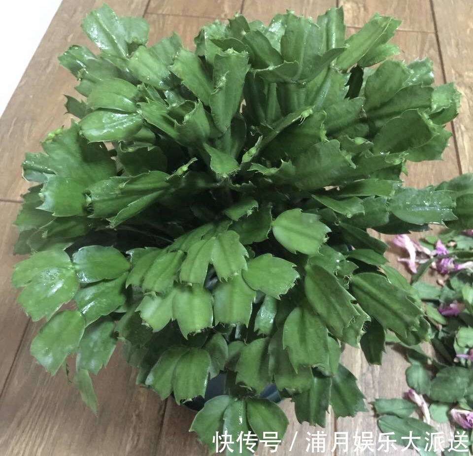 夏天|到了夏天,蟹爪兰叶子“耷拉、断裂”,没有放对位置,赶紧搬