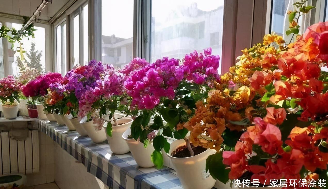 太阳花|阳台适合养的“6种花”,花色丰富,花期长,一直赏花六个月