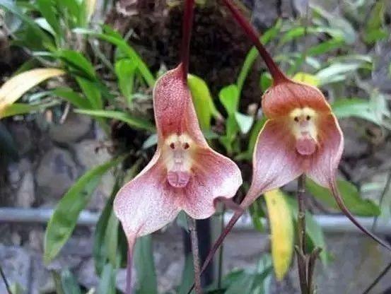 最全的兰花大鉴赏,看看你都见过几种兰花!