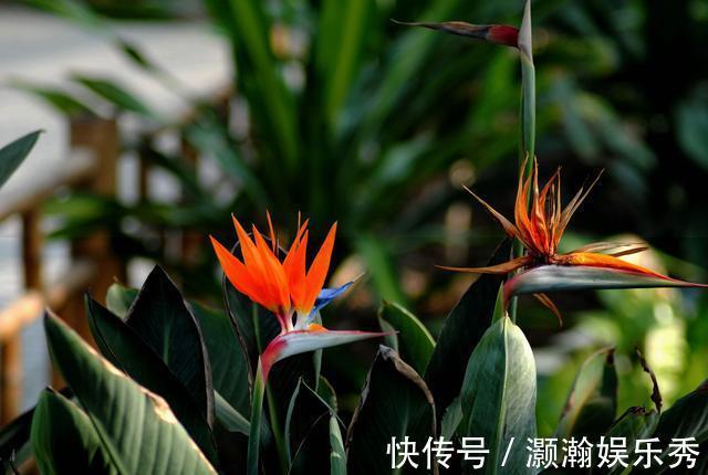 13种“昂贵花”，开花魅力无穷，可价格太高，养得起的人非富即贵