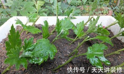5种“漂亮花”,趁着秋天快扦插,7天就生根,年底就赏花