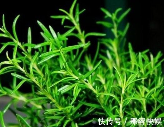 老鱼|此花酷酷的样子,彷佛世界无它无关,足以让人浮想联翩