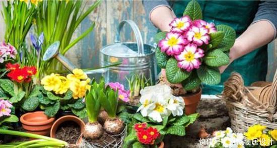 光照|养花新手需要知道的事:你的花为什么会死