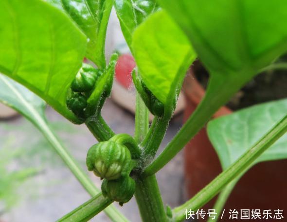 有机肥|阳台的辣椒苗，只长叶子不结果，教你3招，爱结果吃不完