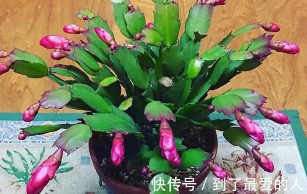 蟹爪兰，仙人掌科附生肉质植物！日常注意4要点，花开爆盆