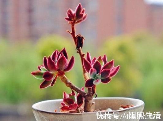 美靓多肉|女同学喜爱的8种“美靓多肉”，就是难养了点，看看你都养过没！