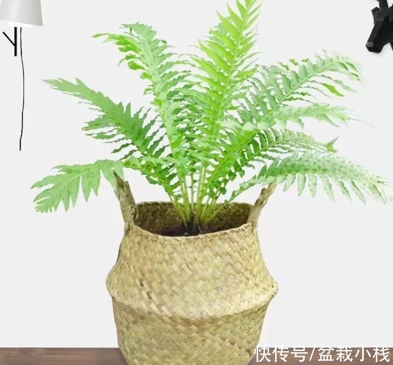  花卉植物|客厅养花，4种大气好看的品种别落下，关键是寓意好