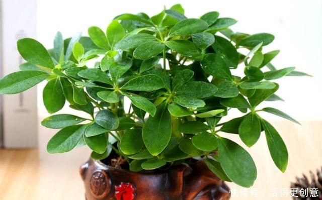 它是吉祥树，别名谐音“我掌财”，隔半月浇点“它”，枝叶密又绿！