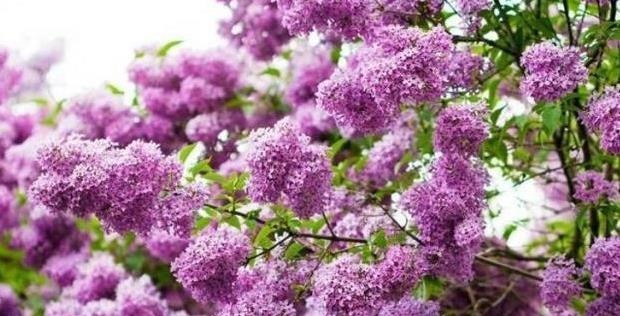 这“3种树”可了不起，比花要美，比5号香水要好闻，养1盆赚大了