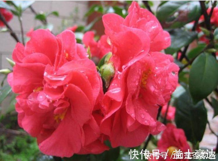 山茶花|4种花很耐养,沾土就能活,越懒养长得越好,给点阳光就爆盆!