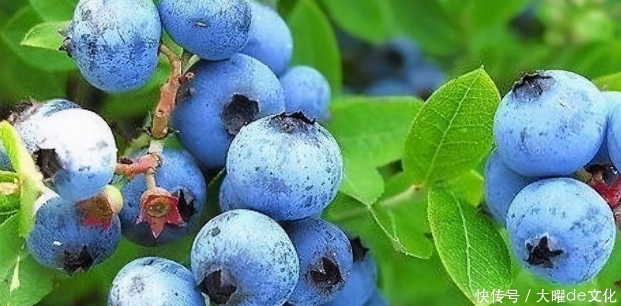 男女想身体好,坚持吃的食物,补钙强身,滋养肌肤,吃了都说好