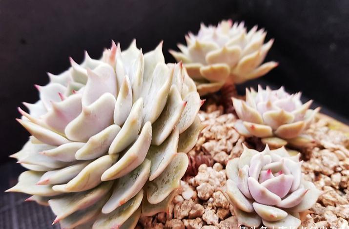 多肉露娜莲颜色粉紫，栽种简单，就是易生侧芽，眼看盆又装不下了