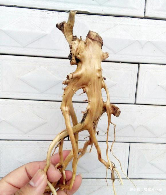 养了十年的银杏盆景,终于挂果了,朋友出2000元想买被拒绝!