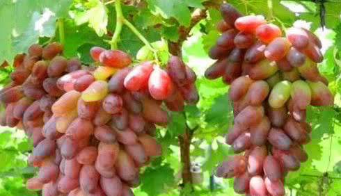 食物|秋季养生，推荐三种食物，美白护肤，排毒养颜，延年益寿