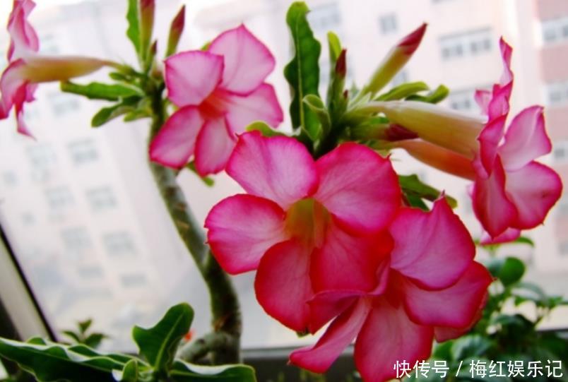 喜阳植物|去朋友家玩，发现她家阳台有一种花卉，太漂亮了，拍给大家看看