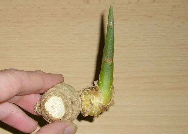 塑料袋|生姜储存不当易发芽生姜加料装进塑料袋,常温储存更久不发芽