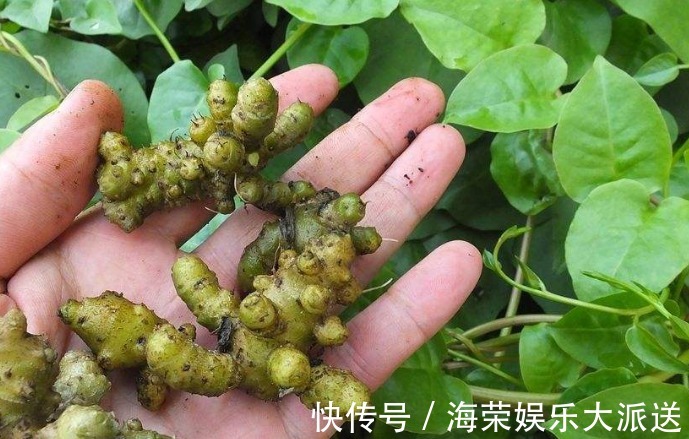 乡下人|农村房子旁的野草，乡下人当野草除，其实还有其它用处