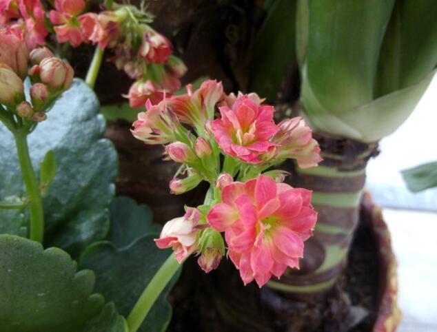 李小姐养“长寿花”，只是加个“它”，盆盆“开满”花，美爆了！