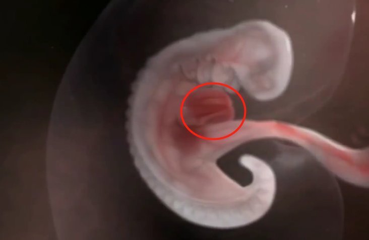 准爸爸|组图了解胎儿在子宫中的生长过程,生命太奇妙了!准爸妈们看看