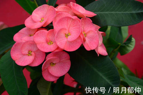 4种花,不喜欢阳光,家中光照不足,照样枝繁叶茂,开花爆盆