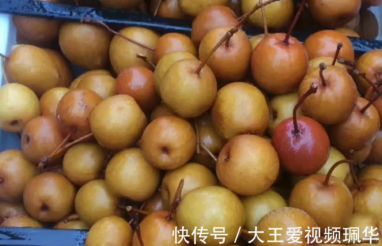 妙用|农村山中的野果，生吃味酸被称“狗屎梨”，殊不知妙用很大