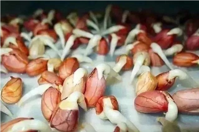 花生|水培“花生”,比“吊兰”还漂亮,1株结30个果!不妨也可以试试