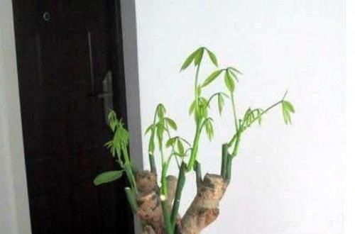  明年|养花得做减法，入冬后此5种花剪1刀，明年长得旺、开花多