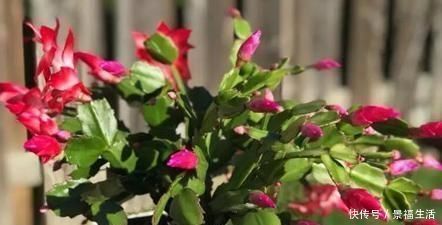 浇水|给蟹爪兰浇水,没抓住“关键点”,蟹爪兰养不好,浇了也“白浇”