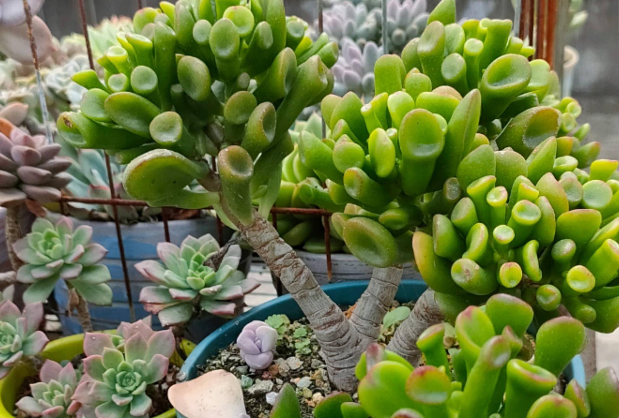 吸财树怎么养？简单3步，枝叶繁茂、颜色漂亮、变成茁壮的老桩