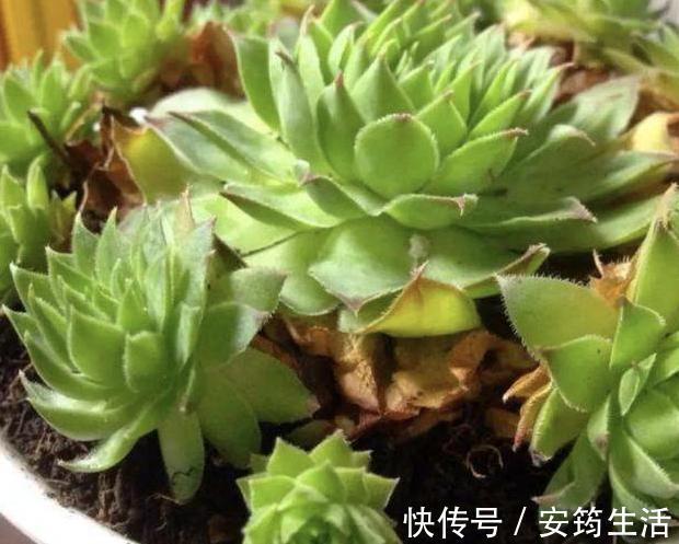 刚种多肉选什么品种此3款好养、容易爆盆，用叶片就能繁殖