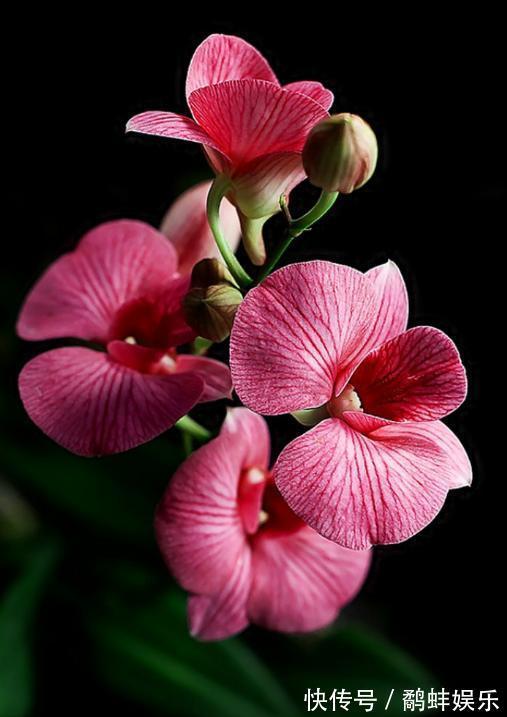 家中养护兰花，使用简单的“肥液”，新芽蓬发，轻松开花