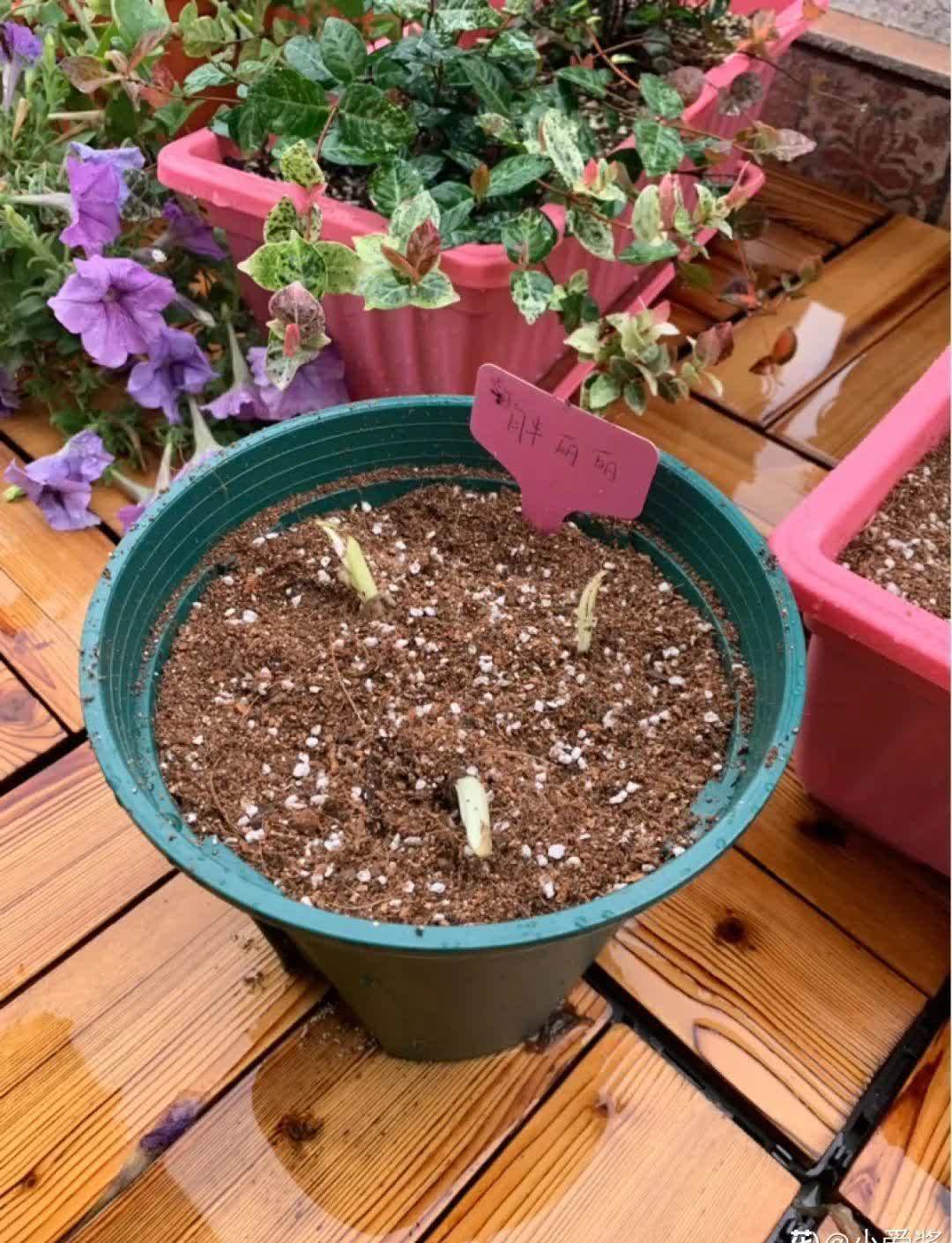 风雨兰太皮实,暴晒淋大雨,反而疯狂开花