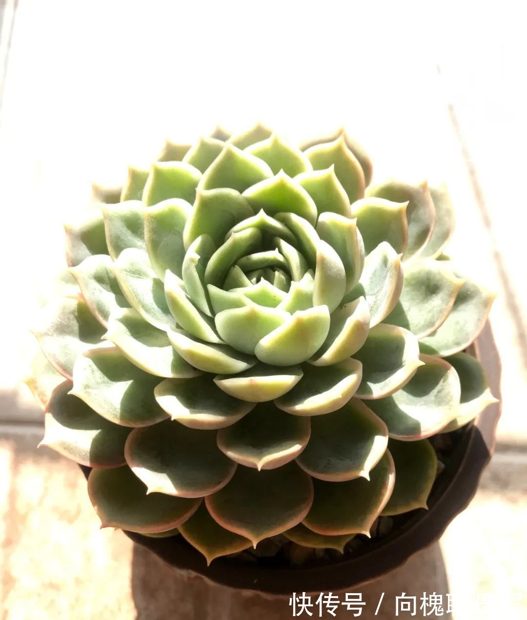 一种爱好就是一种境界,养花养多肉可以培养一个人的心境!