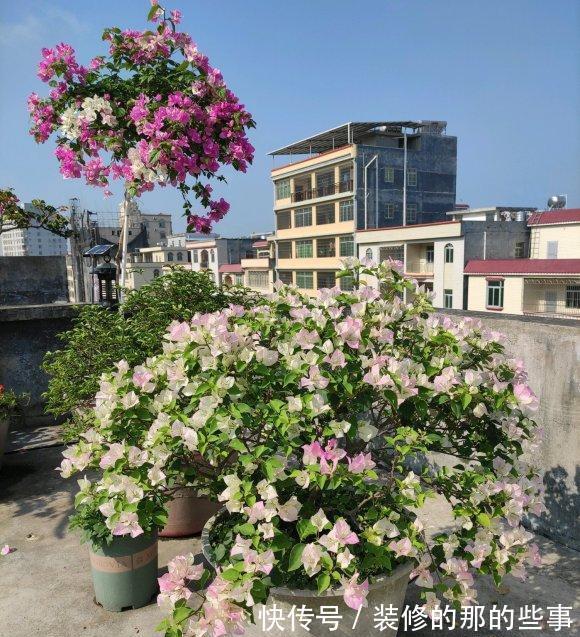 光辉岁月|5种“漂亮花”,40度高温依然爆花球,开花200天,越热花越多