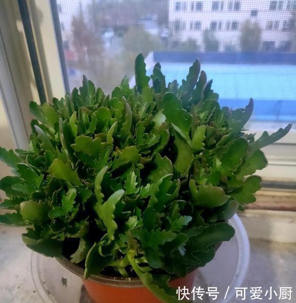 长寿花扦插，一不小心阳台就满了，插在土里就能活，全都送邻居了