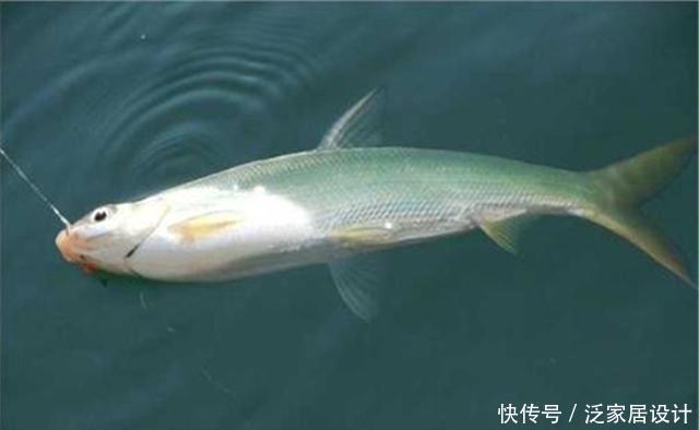 嘴巴|夏季钓黄尾鲴,调漂用“铅坠躺底”,不讲究调漂技巧,钓到鱼就行