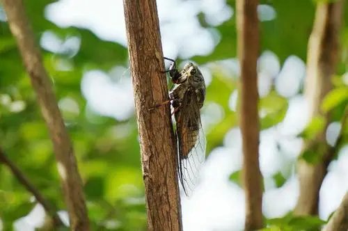 寒蝉|立秋之后,寒蝉鸣