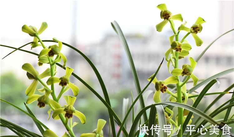 养兰花，浇水2句话，兰花不烂根，越长越旺，蹭蹭冒花苞！