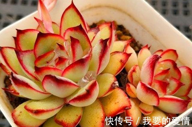 多肉中的“爆崽小能手”,无需砍头易群生,普货养成高级小老桩!