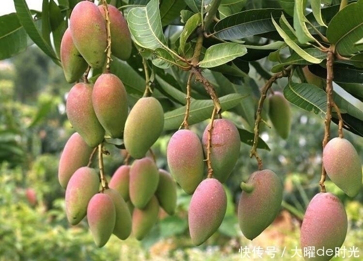 水果|咳嗽痰多别慌每天一个此水果,止咳化痰,还能滋润皮肤