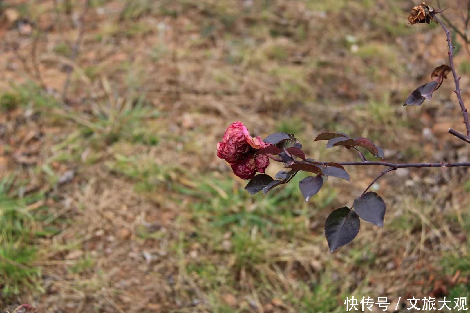 昆明冬日看花