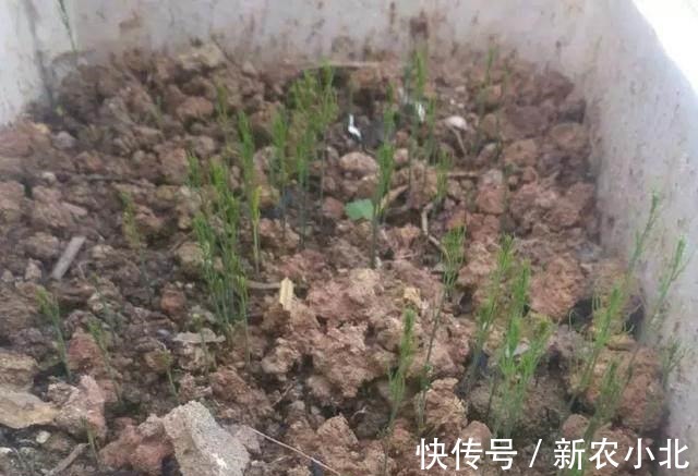 采收|芦笋太贵别买了,阳台种上一盆,连续采收10年不成问题!