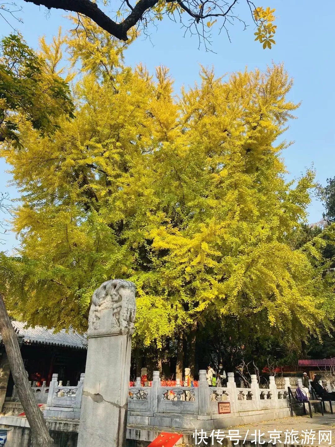 满城尽带黄金甲|金灿灿银杏香，寻秋潭柘寺！